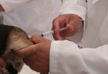Continúa vacunación antirrábica canina en Puebla: Salud antirrábica