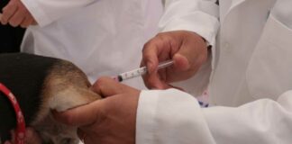 Continúa vacunación antirrábica canina en Puebla: Salud antirrábica