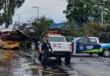 Caída de árbol lesiona a una mujer en Bulevar Xonaca árbol