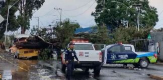 Caída de árbol lesiona a una mujer en Bulevar Xonaca árbol