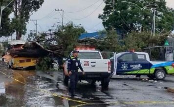 Caída de árbol lesiona a una mujer en Bulevar Xonaca árbol