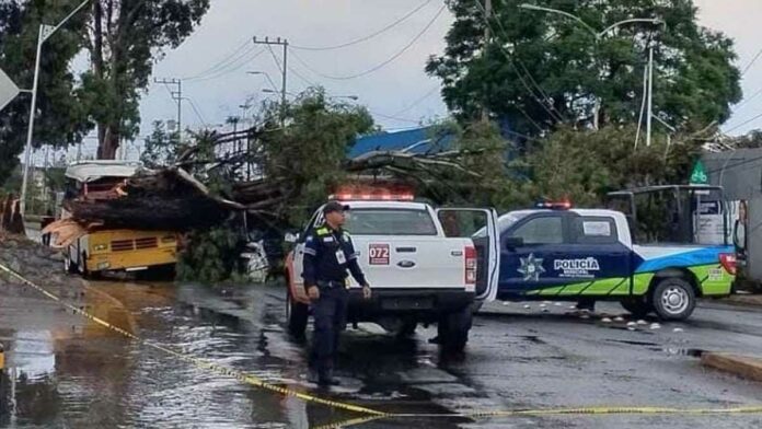 árbol