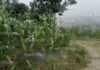 Hallan cadáver baleado en campos de cultivo de Chiconcuatla cadáver
