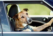 Hombre ebrio pone al volante a su perro para evitar una multa ebrio