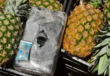 Aseguran 310 kilos de ‘coca’ oculta en piñas en la Puebla – Acatzingo piñas