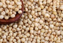 Impulsarán producción de sorgo en Puebla con 60 mdp sorgo