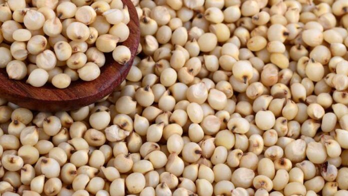 sorgo