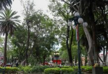 Zócalo de Puebla tiene 14 árboles enfermos; van por detección de plagas