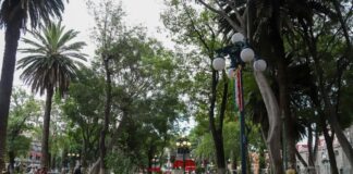 Zócalo de Puebla tiene 14 árboles enfermos; van por detección de plagas