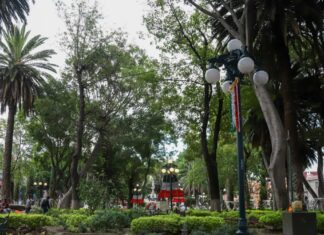 Zócalo de Puebla tiene 14 árboles enfermos; van por detección de plagas