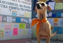 Piden expulsión de joven del CBTIS 86 por asesinar a “Huellitas”