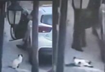 Cae hombre que asesinó a gatito en Tlalnepantla