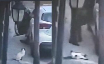 Cae hombre que asesinó a gatito en Tlalnepantla