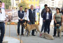 Ayuntamiento rescata a 11 perritos en situación de calle y maltrato