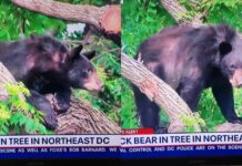 La policía de Washington persigue a oso negro que merodea por las calles