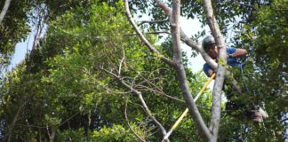 Ayuntamiento interviene árboles del Centro Histórico árboles