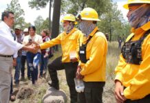Inicia en Tlachichuca Programa de Reforestación con 74 mil árboles árboles