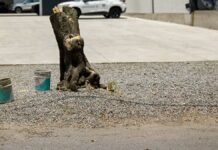 Descarta Rivera cambios en Medio Ambiente tras poda de árboles árboles