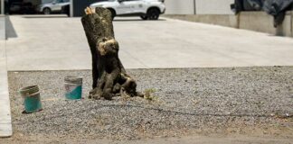 Descarta Rivera cambios en Medio Ambiente tras poda de árboles árboles