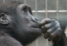 Chimpancé ve el cielo tras 28 años encerrada chimpancé