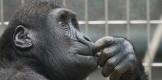 Chimpancé ve el cielo tras 28 años encerrada chimpancé