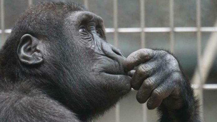 chimpancé