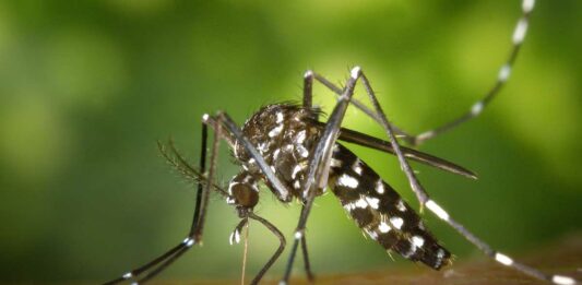 Dengue