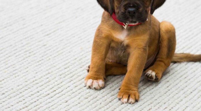 Denuncian caso de maltrato animal en Huauchinango maltrato animal