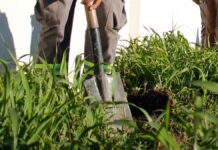 Puebla realizará reforestación con 9 millones de plantas reforestación