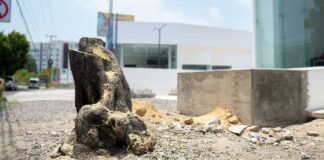 Funcionario que permitió tala en Hermanos Serdán será cesado tala