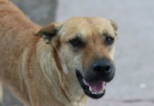 Proponen castigar zoofilia hasta con ocho años de prisión en Puebla zoofilia