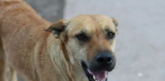 Proponen castigar zoofilia hasta con ocho años de prisión en Puebla zoofilia