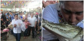 Oaxaca: Alcalde se casa con caimán por rito de prosperidad Alcalde
