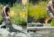 Hombre se salva de ser mordido por caimán en Colorado caimán