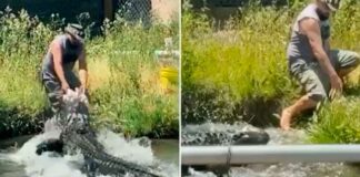 Hombre se salva de ser mordido por caimán en Colorado caimán