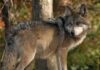 Lobos de Chernóbyl desarrollan resistencia al cáncer, revela estudio