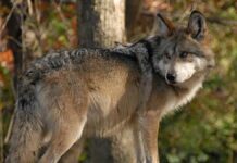 Reintegran tres lobos mexicanos a la vida silvestre en Chihuahua