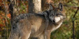 Nace la camada más numerosa de Lobo Mexicano en Edomex