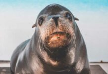 León marino cae sobre cuidadora durante actuación en Mallorca León marino
