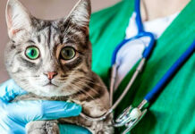 OMS alerta brote de gripe aviar en gatos OMS