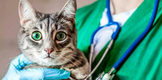 OMS alerta brote de gripe aviar en gatos OMS