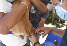 Vacunación antirrábica continuará en 49 unidades médicas de Puebla Vacunación