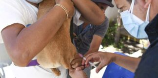 Vacunación antirrábica continuará en 49 unidades médicas de Puebla Vacunación