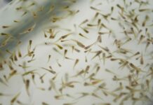 Realiza Salud capacitación sanitaria para prevenir dengue