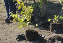 Plantarán 10 mil árboles más en Puebla capital árboles
