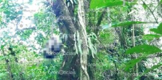 Hallan cabeza de hombre colgada de árbol en Teziutlán cabeza