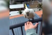 Joven alimenta a una cacatúa sin saber lo que le esperaba cacatúa