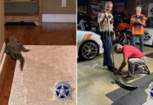 Caimán se cuela a casa por puerta para mascotas en EU