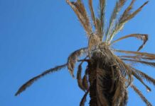 Ayuntamiento derribará 30 palmeras enfermas en Avenida Juárez palmeras