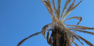 Ayuntamiento derribará 30 palmeras enfermas en Avenida Juárez palmeras